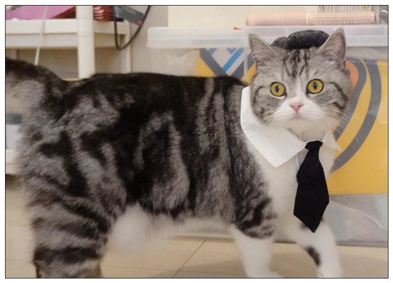 Funny Pet Cat Hat Gentleman's Hat Beret Tie Bathing Blood Gangster Handsome Cosplay Photo Prop Dog Halloween Costume